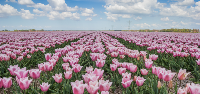 Hotels Tulpenfestival Hotels Tulpenfestival