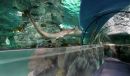 Aquatopia