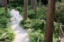 Spa in het bos