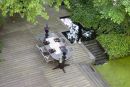Terras Floris Ustel