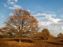 Dwingelerveld