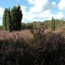 Heide