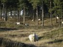 In de omgeving: Het Nationaal Park Drents-Friese Wold