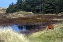 Natuur