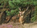 Hampshire Inn - Mooi Veluwe