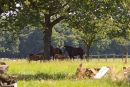 paarden in de wei