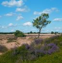 Nationaal Park de Maasduinen