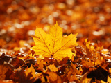 Alle hotels in de herfstvakantie Nederland