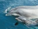 Dolfinarium
